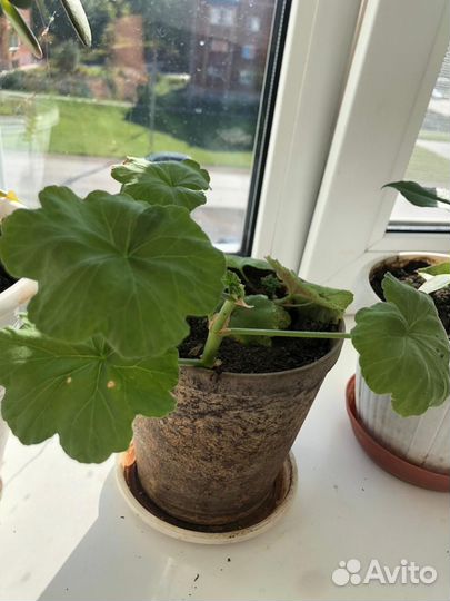 Комнатные цветы шефлера