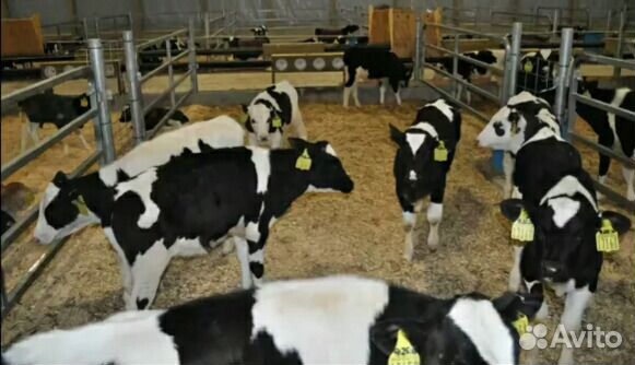 Телята бычки и телочки.1-3 мес