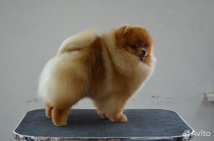 Стрижка ваших любимцев