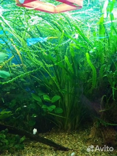 Кринум волнистый