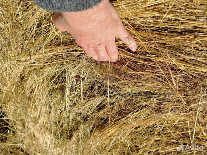 Продам сено в рулонах