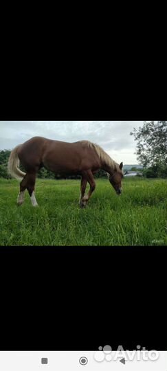 Лошадь кобыла