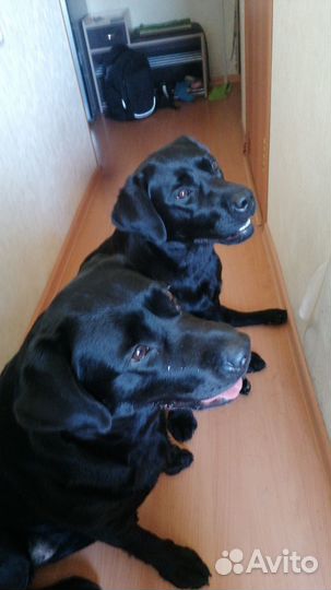 Щенки лабродора, с документами
