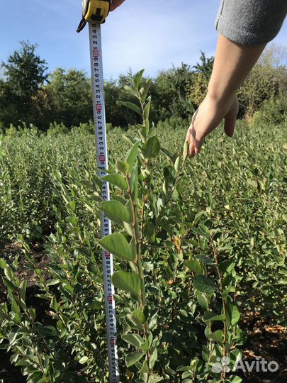 Саженцы плодовых деревьев (опт, розница)