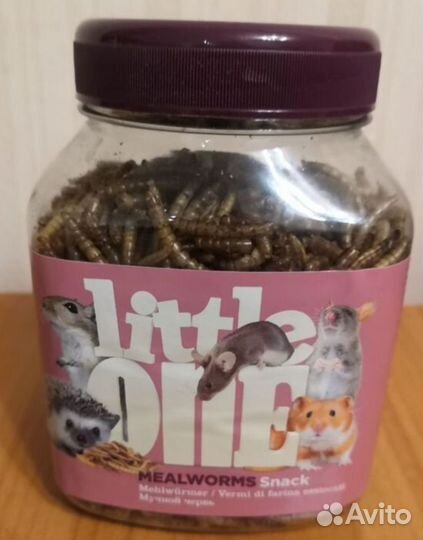 Мучной червь