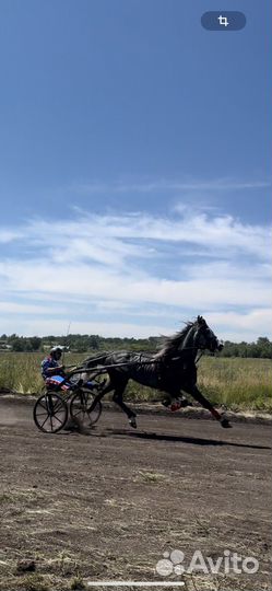 Жеребец орловский рысак
