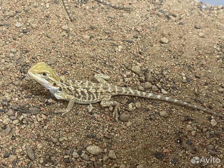 Бородатая агама