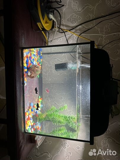 Аквариум с рыбками