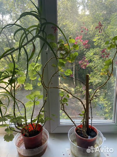 Цветок алоэ вера