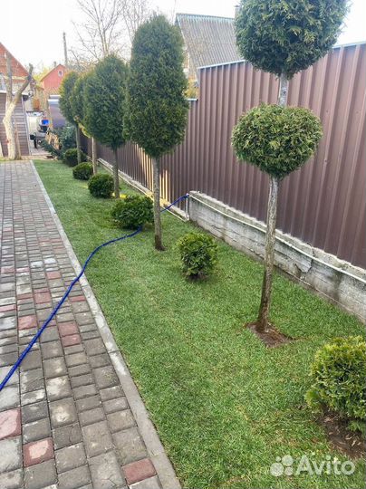 Озеленение участка