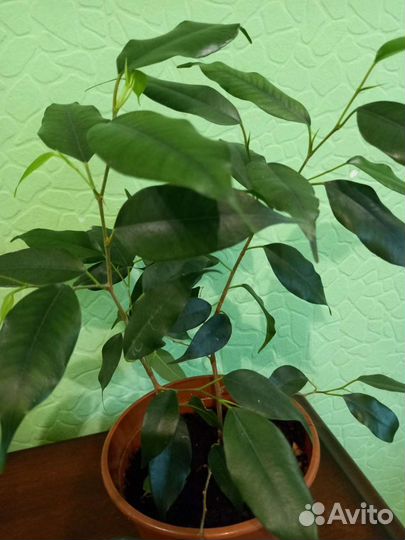 Комнатные цветы