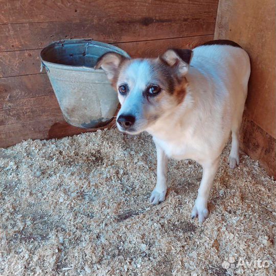 Малышке Кнопочке страшно в приюте
