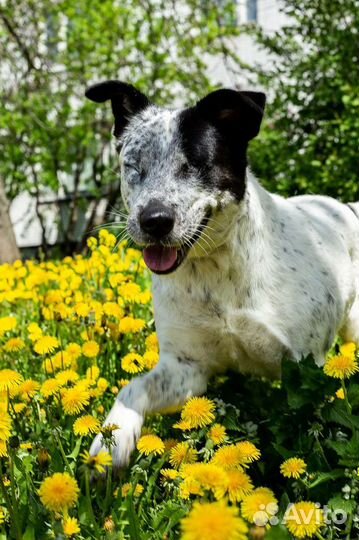 Слепая собака в добрые руки