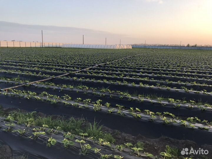 Разнорабочий на ферму