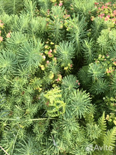 Цветы для сада