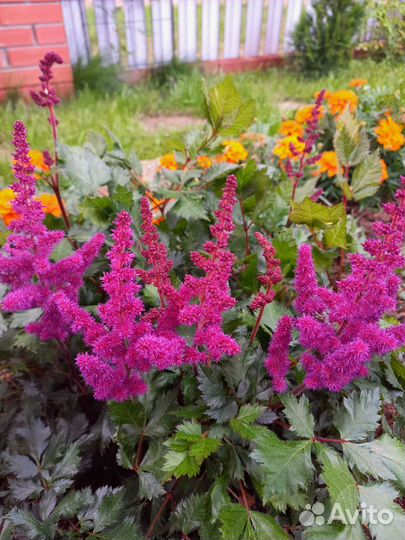 Цветы для сада