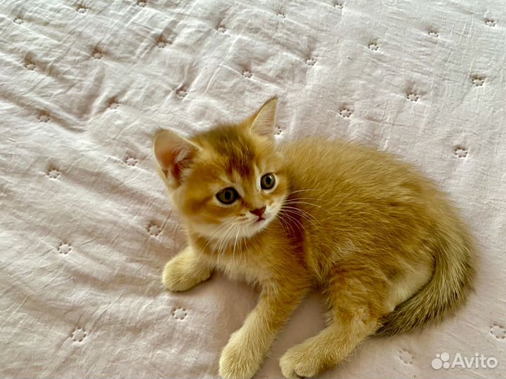 Котята золотая шиншилла