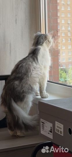 Кот Марик