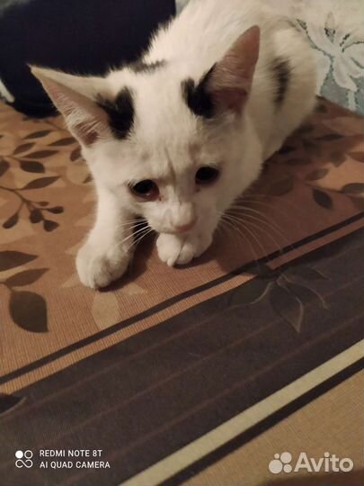 Отдам в дар котят