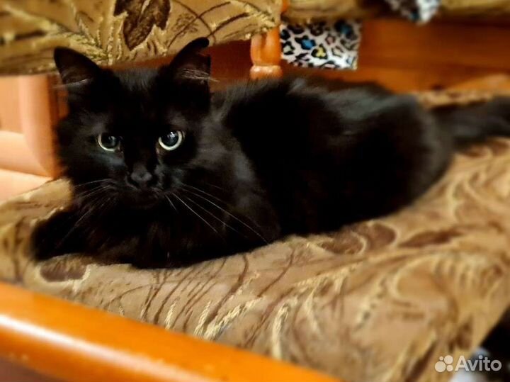 Ангорская кошка