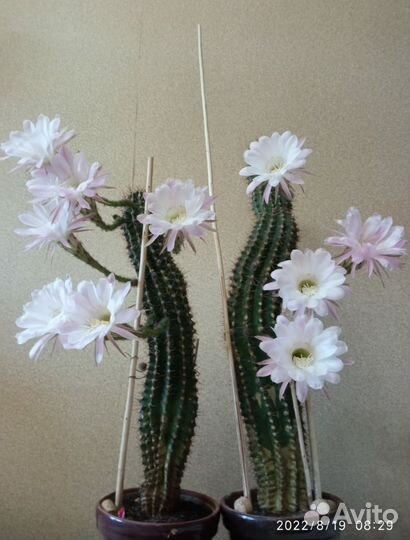 Кактусы и суккуленты