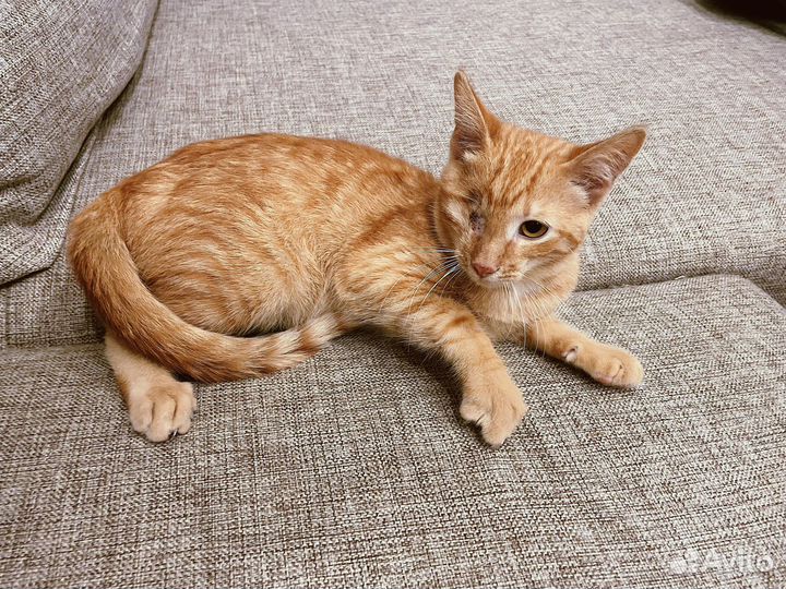 Рыжий котенок в добрые руки бесплатно