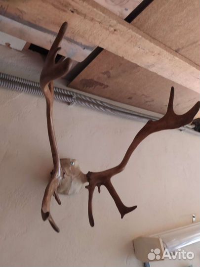 Рога оленя.любые по 1500