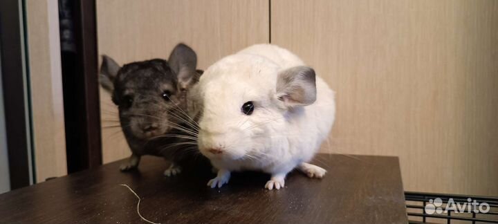 Шиншилла мальчик