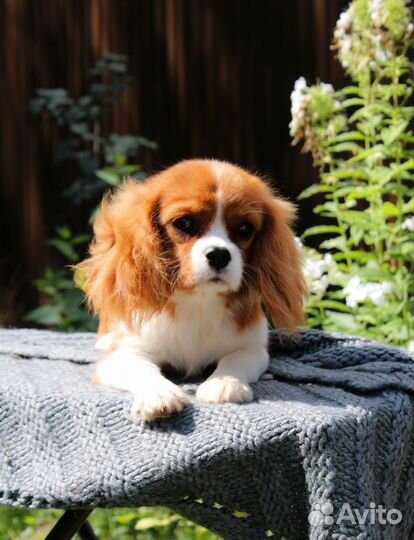 Кавалер кинг чарльз спаниель