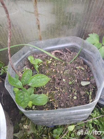 Лимонник китайский