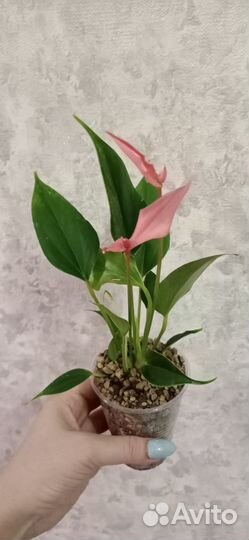 Антуриум сортовой