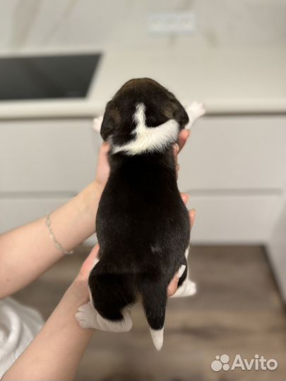 Щенок бигль