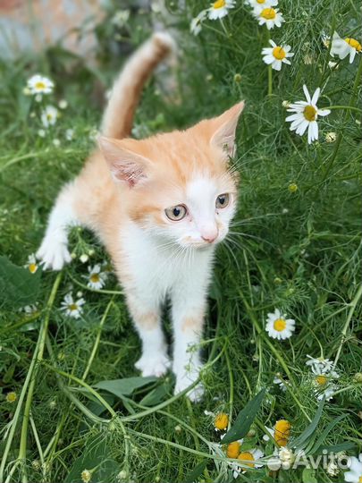 Рыжий котенок в добрые руки