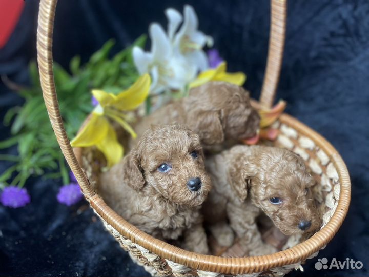 Собаки щенки той-пудель