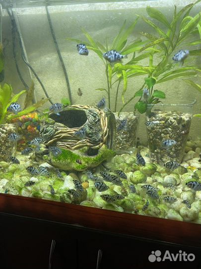 Аквариумные рыбки