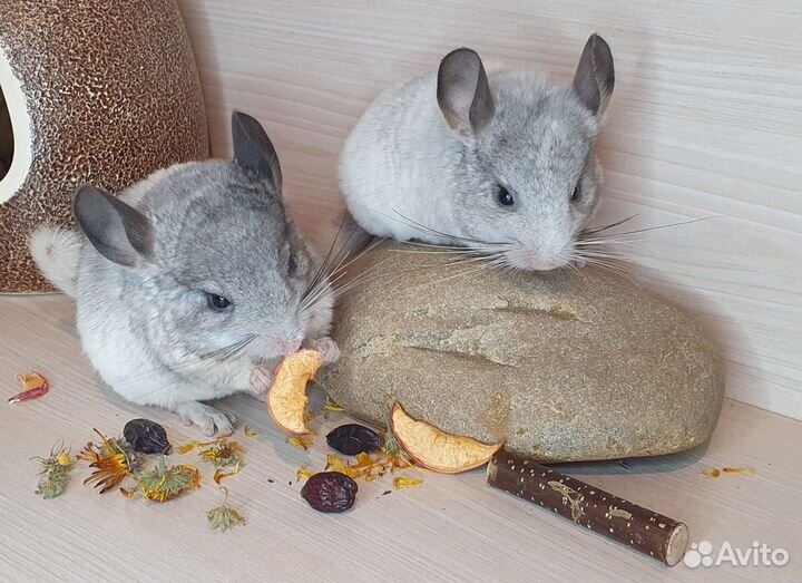 Шиншиллята мальчики-братики 2,5мес