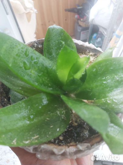 Сансевиерия