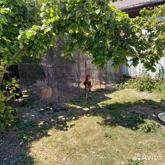 Бойцовые петухи и куры разных пород. Фазаны.Утки