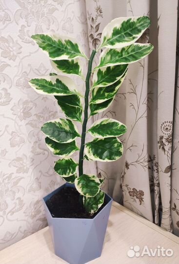 Комнатный цветок, фикус