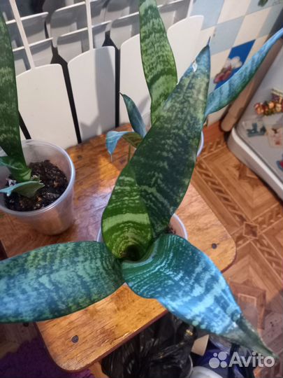 Сансивьерия