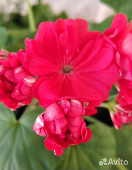 Пеларгония герань