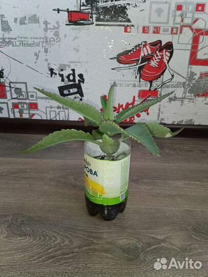 Каланхоэ лечебное