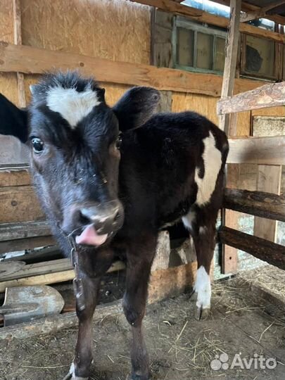 Корова дойная с теленком