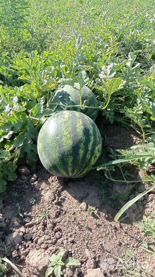 Арбуз оптом