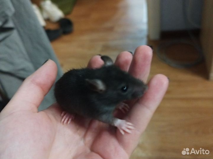 Крыса дамбо трое девочка и мальчики