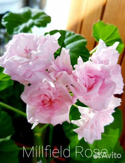 Пеларгония/герань сортовая