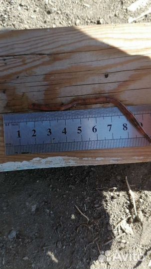 Черви для рыбалки