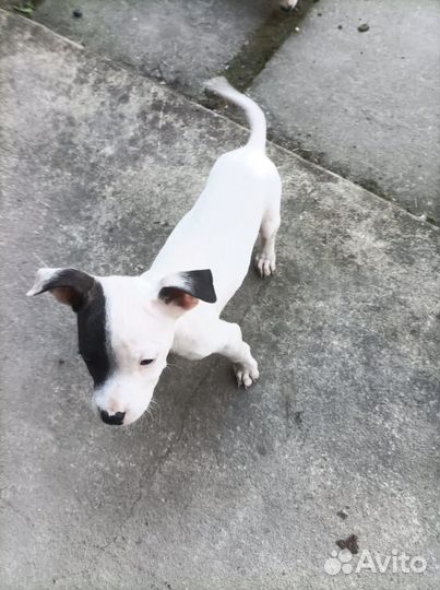 Щенки аргентинского дога