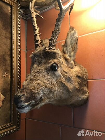 Чучело головы косули