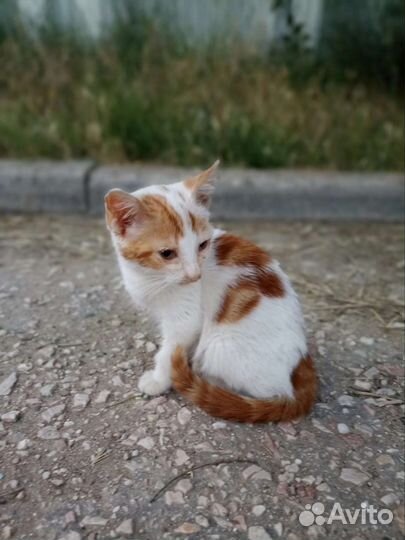 Рыжий котенок